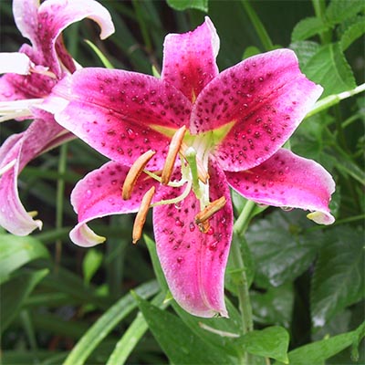 Are stargazer lilies store poisonous to dogs